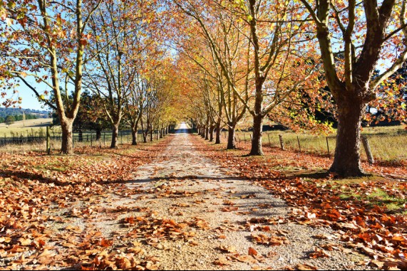 The Autumn Lane 