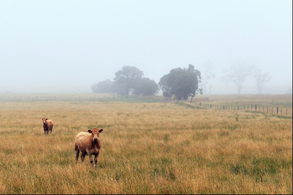 Cows in the Fog