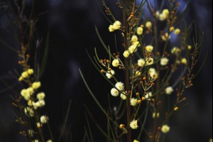 Wattle Blossoms