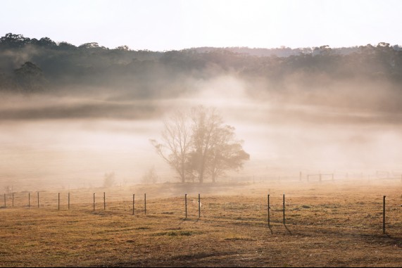 Fog on the Flats