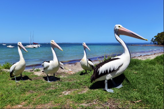Four Pelicans