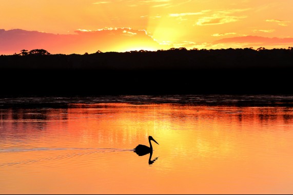 Sunset Pelican
