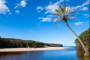 One Palm Cove