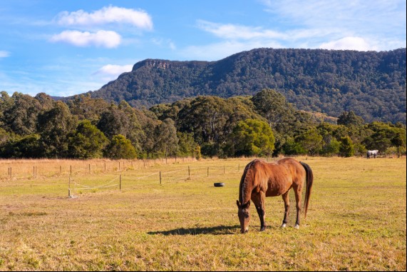 Horse in the Meadow