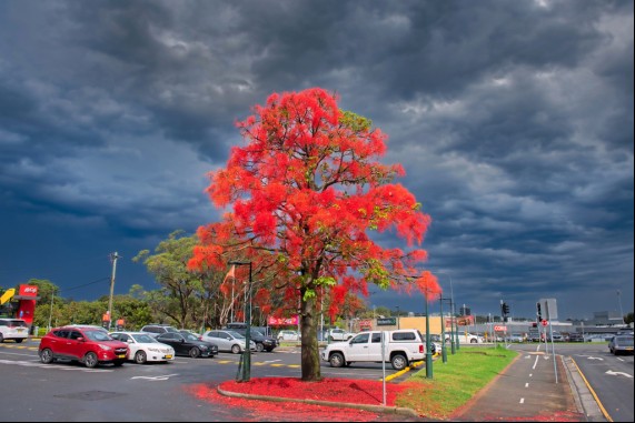 The Flame Tree at Figtree