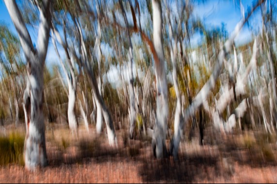 The White Gums 