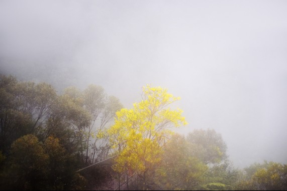 A Wattle in the Fog
