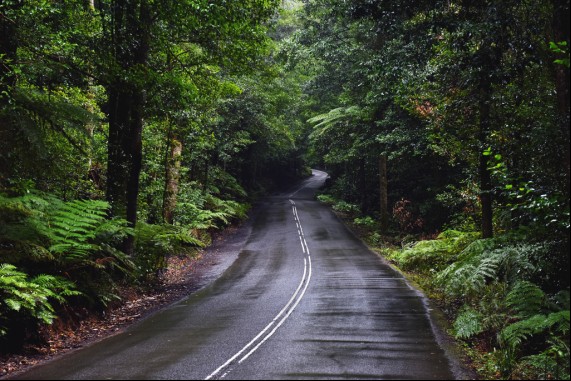 The Rainforest Road