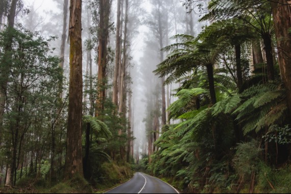 Forest Road