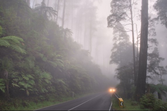 Fog Mountain