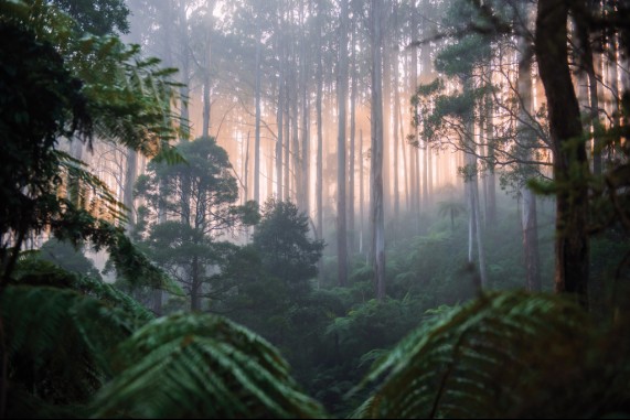 Ferns and Forest