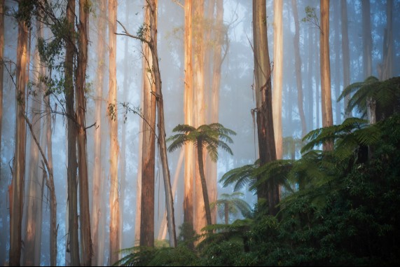 Morning Forest Light