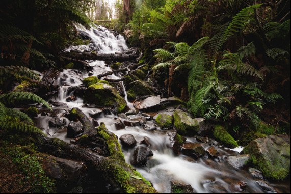 Rainforest Nook