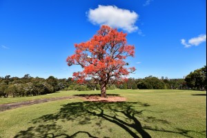 The Wollongong Tree