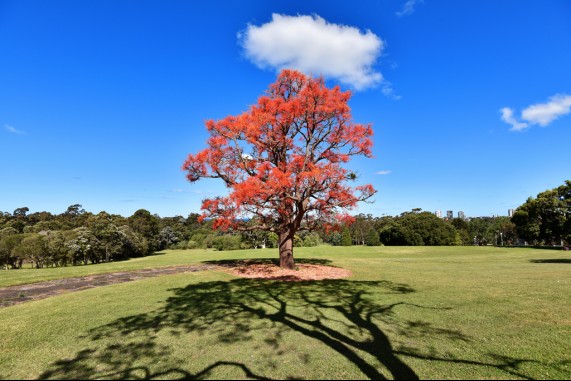 The Wollongong Tree
