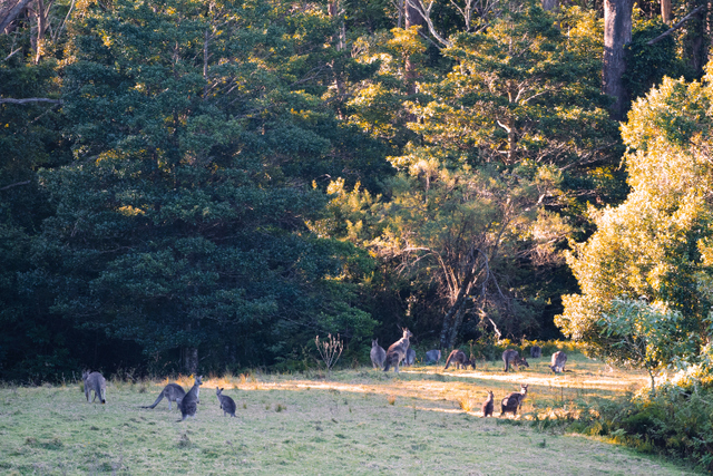 Illawarra Kangaroos