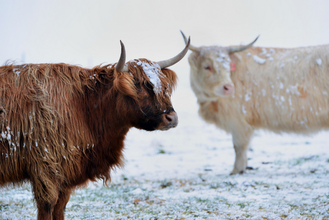Scottish Highland Cattle Photos