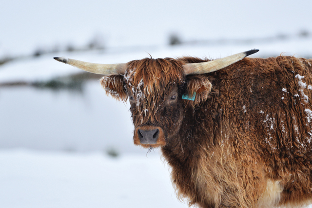 Scottish Highland Cattle Photos in Snow